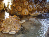 Close-up of tidepool