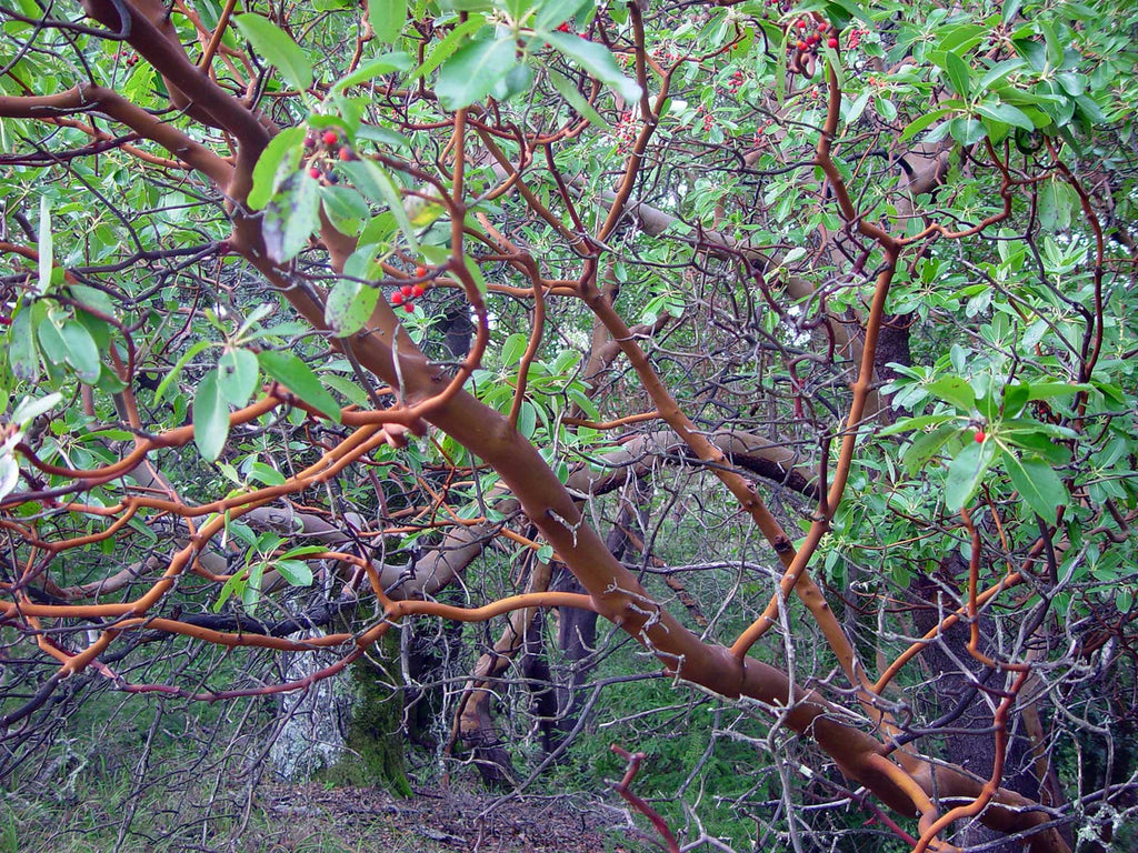 Point Reyes