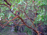 Point Reyes