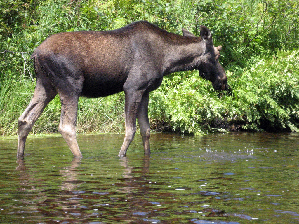A young moose